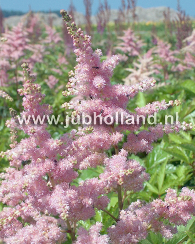 Astilbe Sugarberry.jpg